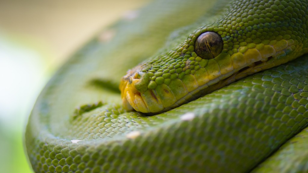 Змія Python їсть тварин